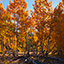 Autumn Lake Tahoe