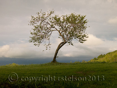 Olive Tree Tuscany Italy